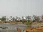 Trees stripped by winter, Senegal.