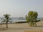 Sand, tree and delta, Sine-Saloum, Senegal.