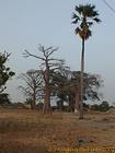 Local vegetation Foundiougne, Senegal.
