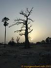 Trees silhouette at sunset, Senegal.