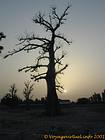 Baobab in the light of the setting, Senegal.