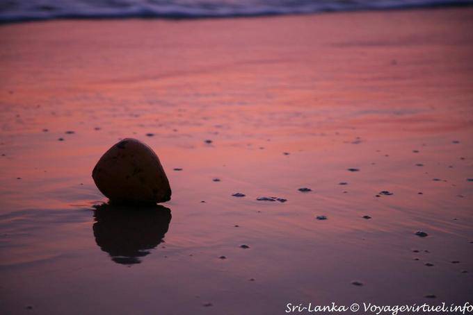 Coconuts on the Beach Beruwela - Sri Lanka Ceylon