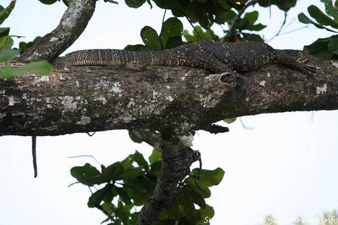 Water monitor (Varanus Salvator) Beruwela - Sri Lanka Ceylon