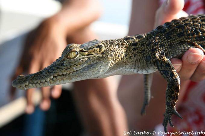 Baby crocodile, Beruwela - Sri Lanka Ceylon