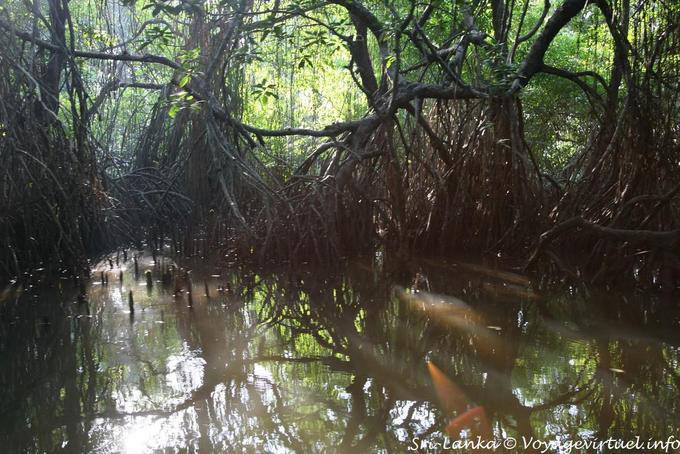 Entanglement in the mangrove root, Bentota Beruwela - Sri Lanka Ceylon