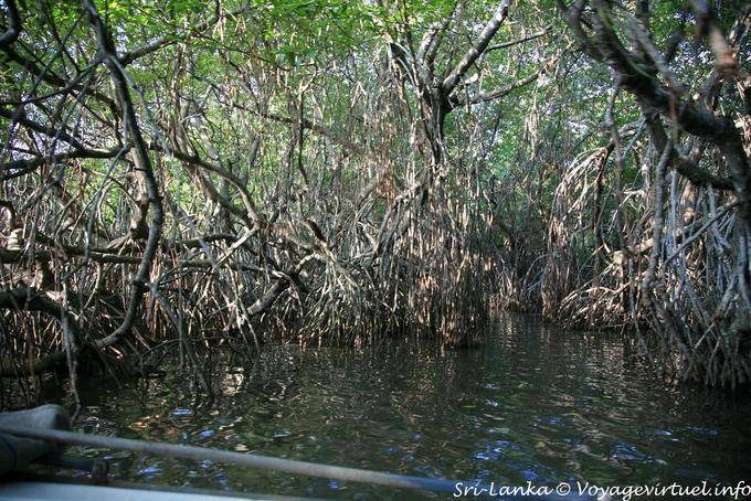 Beruwela, walk in mangrove Bentota - Sri Lanka Ceylon