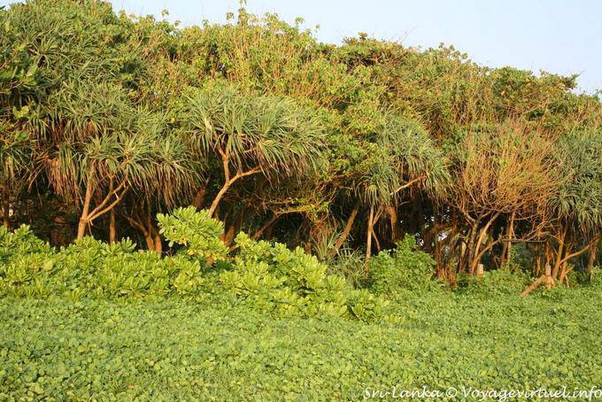 Lush vegetation, Beruwela - Sri Lanka Ceylon