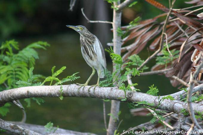 Young heron Beruwela - Sri Lanka Ceylon