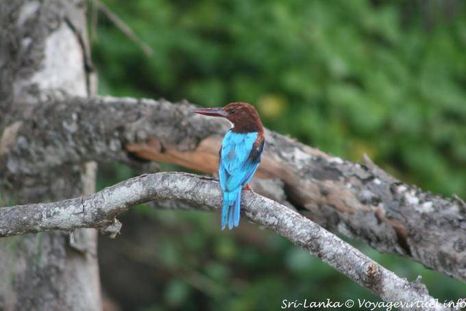 White-throated kingfisher Beruwela - Sri Lanka Ceylon