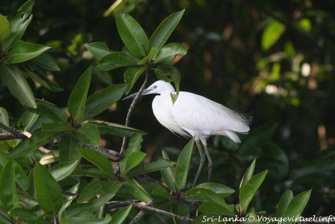 Egret Beruwela - Sri Lanka Ceylon