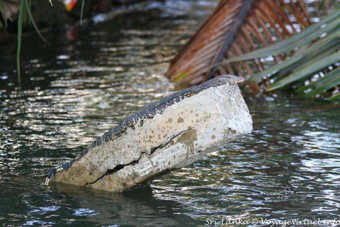 Varan on the lookout Bentota - Sri Lanka Ceylon