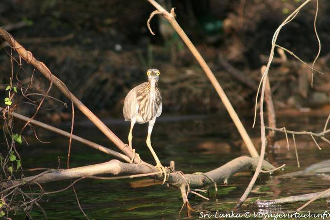 Heron look, mangrove Bentota - Sri Lanka Ceylon