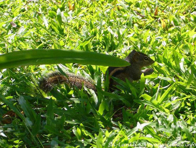 Squirrel in green grass, Beruwela - Sri Lanka Ceylon