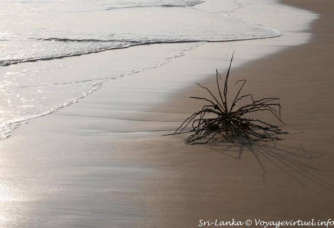On the beach, abandoned ... Beruwela - Sri Lanka Ceylon