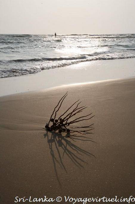 Shadow of Beruwela beach evening - Sri Lanka Ceylon