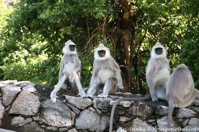 Monkeys tourists waiting outside the Hotel Heritance Kandalama, Dambulla - Sri Lanka Ceylon
