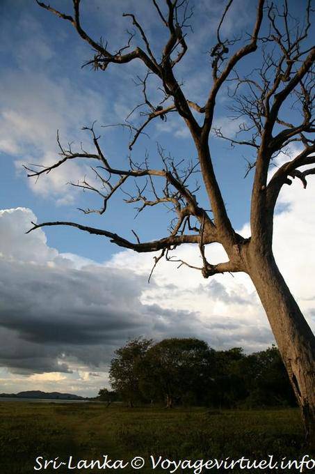 Dead tree to the Kandalama Wewa, Dambulla - Sri Lanka Ceylon