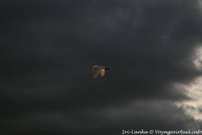 Flight of white egret on black sky, Dambulla - Sri Lanka Ceylon