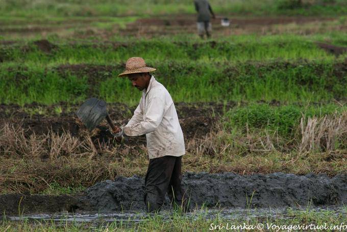 Working paddy Dambulla - Sri Lanka Ceylon
