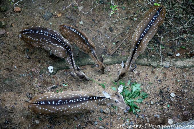 Deer eating in the terrace of the Hotel Heritance Kandalama, Dambulla - Sri Lanka Ceylon