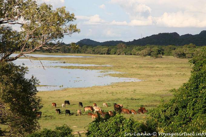 Herd lakefront, Kandalama - Sri Lanka Ceylon