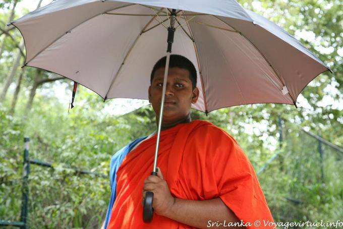 Monk umbrella, Dambulla - Sri Lanka Ceylon