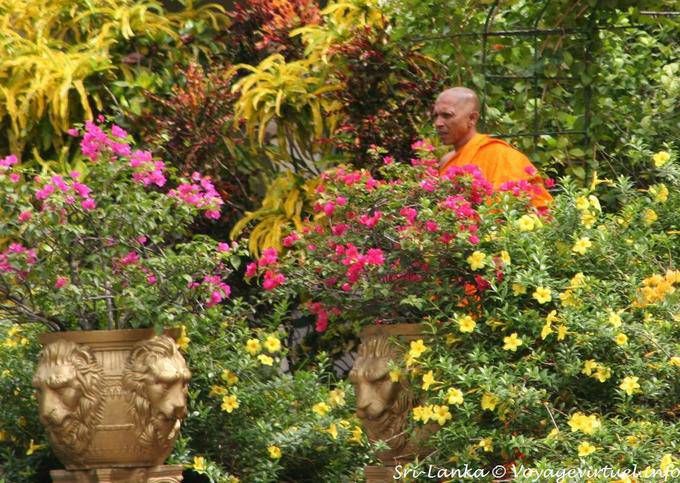 Monk in the lush garden of the Golden temple, Dambulla - Sri Lanka Ceylon