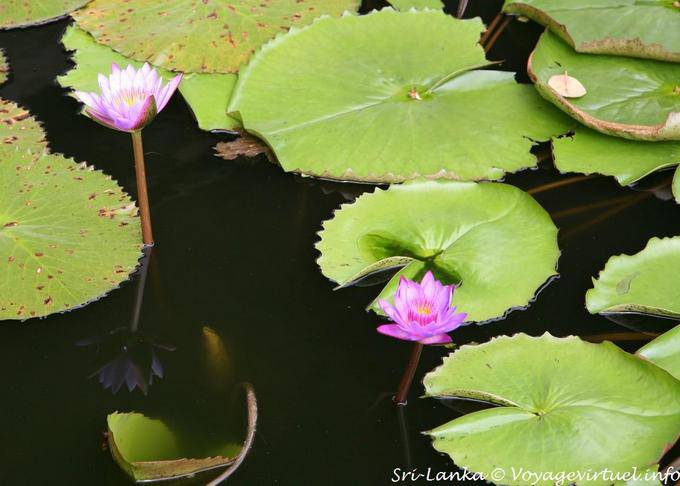 Lotus in the pond in front of the caves in the Golden Temple, Dambulla - Sri Lanka Ceylon