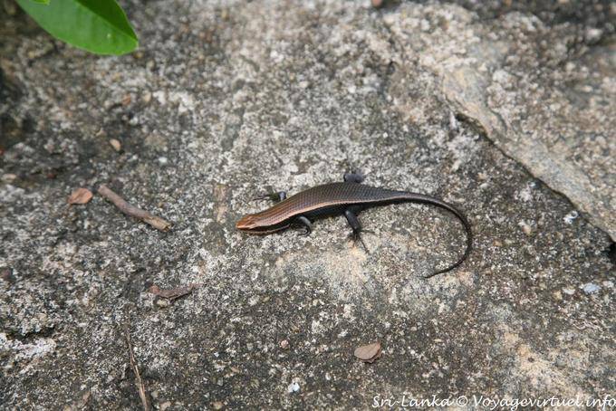 Golden lizard on the steps of the Golden Temple, Dambulla - Sri Lanka Ceylon