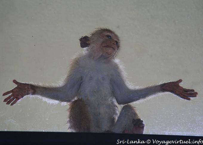 Prayer simian monkey stuck on the glass, Dambulla Heritance hotel - Sri Lanka Ceylon