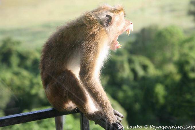 Monkey teeth from screaming a balustrade of Heritance, Dambulla - Sri Lanka Ceylon