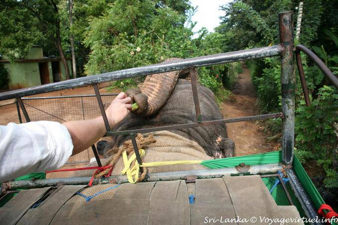 Banana for elephants - Habarana - Sri Lanka Ceylon