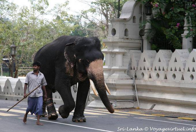 Elephant and his mahout, later participating in the festival of the Perahera, Kandy - Sri Lanka Ceylon