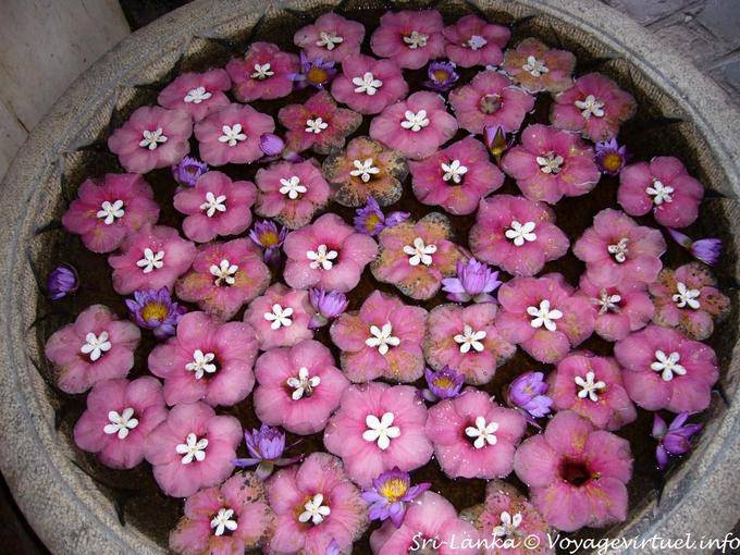 Regency Hotel Kandy, hospitality flower basin - Sri Lanka Ceylon