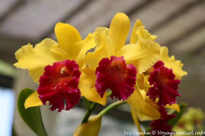 Yellow and red orchids, Royal Botanical Gardens, Peradeniya, Kandy - Sri Lanka Ceylon