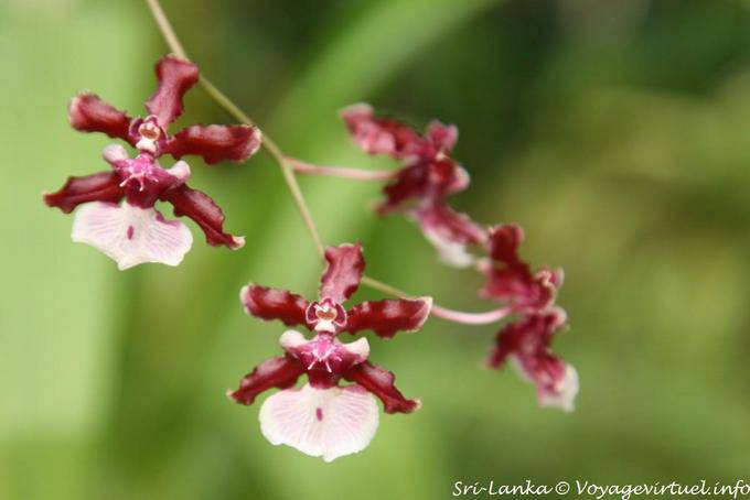 Chocolate-scented orchids, Peradeniya Royal Botanic Gardens - Sri Lanka Ceylon