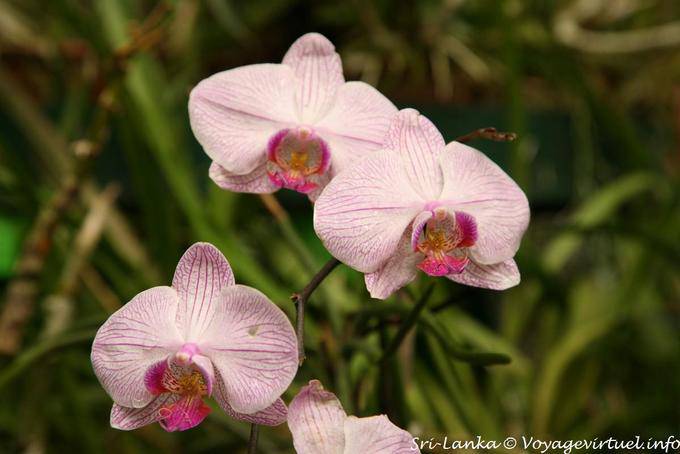 Phalaenopsis pink ribbed with dark heart, Peradeniya Botanical Park - Sri Lanka Ceylon