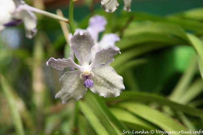 Mini White Orchid, Royal Botanical Gardens, Peradeniya - Sri Lanka Ceylon