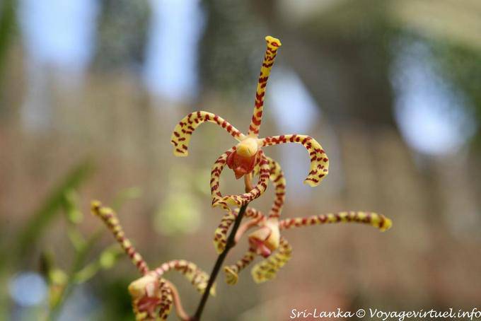 Orchid shaped spider with 5 legs, Botanical Gardens, Peradeniya - Sri Lanka Ceylon