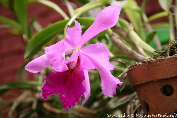 Variation in pink and fuchsia for an orchid, botanical garden, Peradeniya - Sri Lanka Ceylon