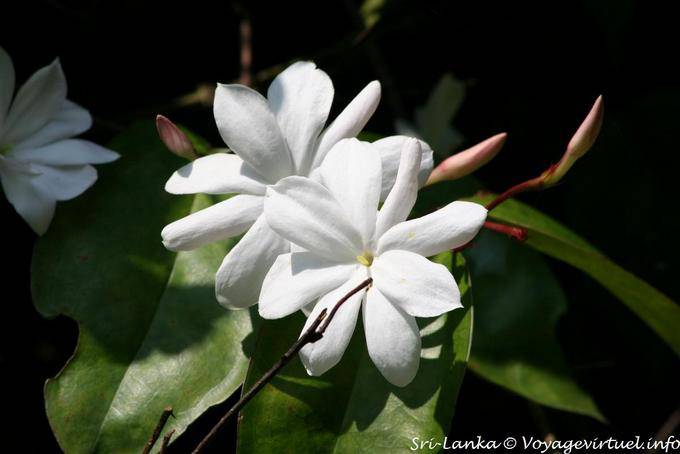 Jasmine delicacy, Royal Botanical Gardens, Peradeniya - Sri Lanka Ceylon
