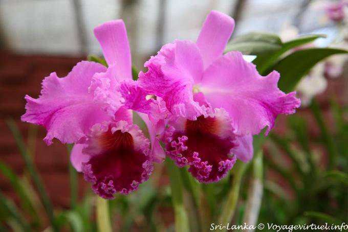Lace a cymbidium orchid, Botanical Gardens, Peradeniya - Sri Lanka Ceylon
