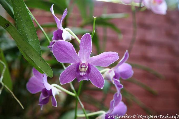 Type Dendrobium Nobile, Royal Botanical Gardens, Peradeniya - Sri Lanka Ceylon