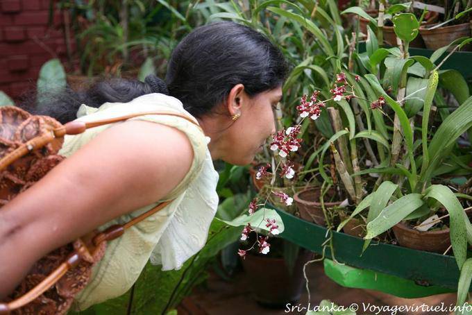 Pleasure fragrant scents, green orchids, Peradeniya - Sri Lanka Ceylon