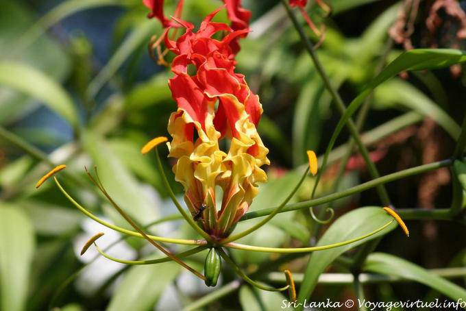 Strange flower, Peradeniya Botanical Park - Sri Lanka Ceylon