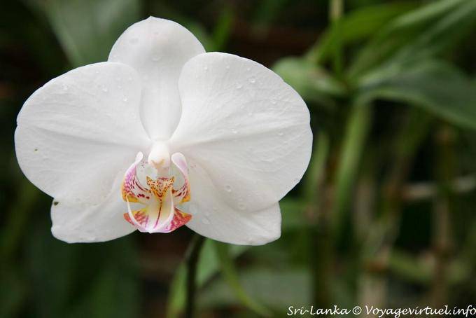 Virginal heart for a phalaenopsis, Botanical Garden, Peradeniya - Sri Lanka Ceylon