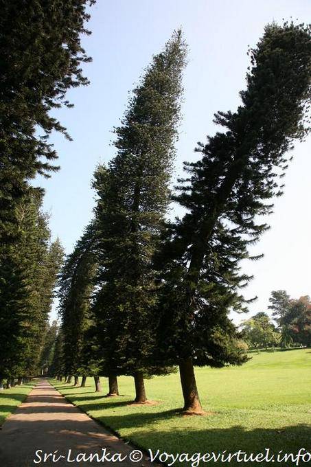 Norfolk pines tormented Peradeniya Botanical Park - Sri Lanka Ceylon