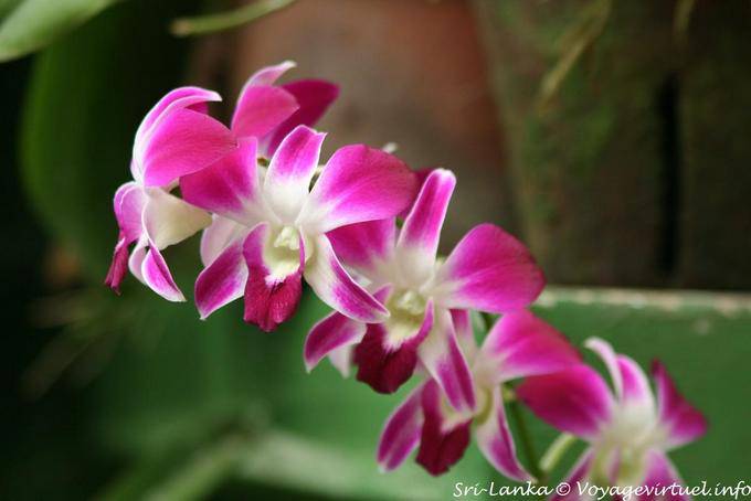 Hampe orchids, botanical garden of Peradeniya - Sri Lanka Ceylon