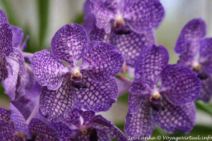 Vanda purple and white orchids, botanical garden of Peradeniya - Sri Lanka Ceylon