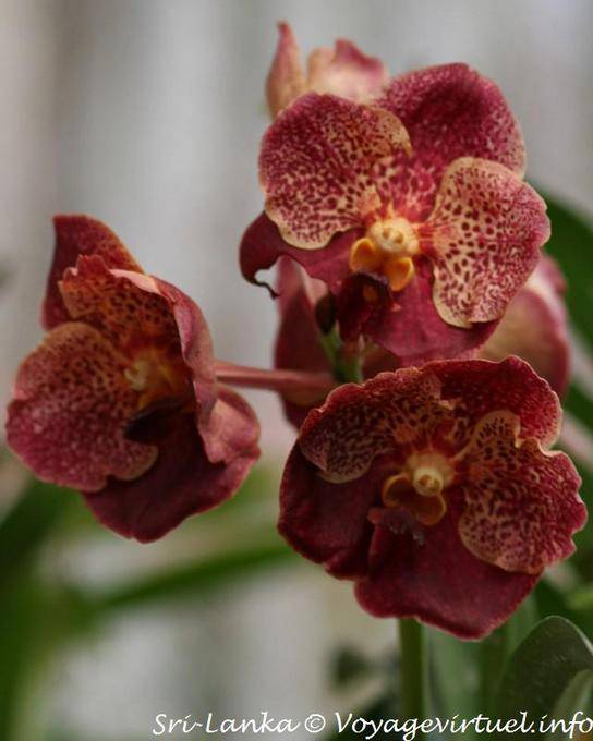 Tiger orchid in pig nose, botanical garden of Peradeniya - Sri Lanka Ceylon